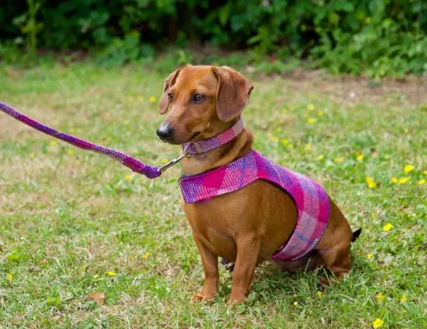 red brown dachshund sausage dog sitting on the grass wearing a beautiful Harris Tweed dog harness coat and lead and collar. matching