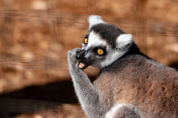 istock Cute ring tail lemurs (Lemur catta) Endangered madagascar species 1172227698