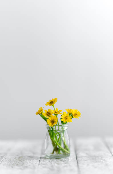 Flowers in a coffee cup, white backdrop