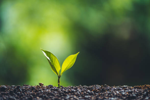 istock Plant tree Growing On Field nature light 1172228044