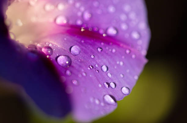 istock garden bindweed flower closeup 1172229432