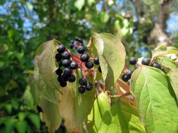 istock Bunch of elder-berry with green leaves 1172229893