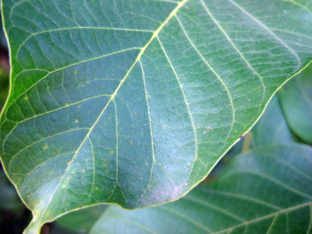 istock Green leaf background of Circassian walnut 1172230064