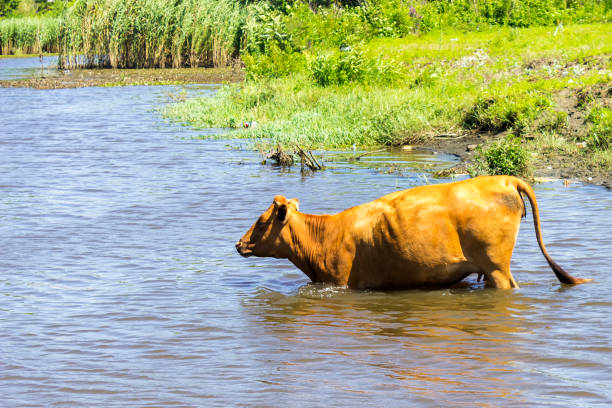 istock A brown cow swims across a river on a sunny day. 1172233345