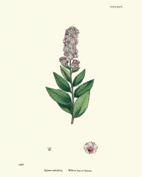 istock Spiraea salicifolia, bridewort, willowleaf meadowsweet, floral print 1172234266