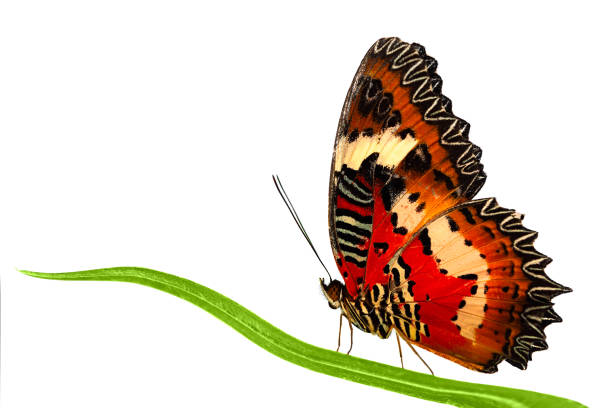 Side view of Leopard Lacewing butterfly sitting on grass leaf. Stock photo isolated on white background.