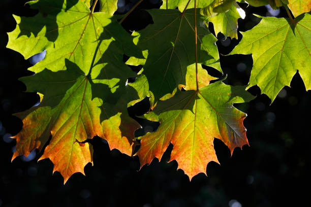 Early autumn, just as deciduous trees burst into a riot of colour. Norway maple (Acer platanoides) trees in particular give a spectacular end-of-season show.
