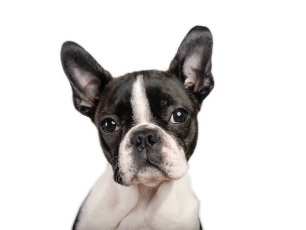 istock Boston terrier puppy isolated on white for copy space use - studio shot 1172235798