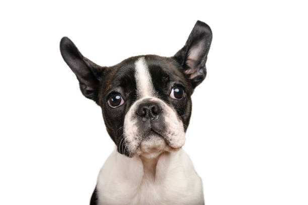 istock Boston terrier puppy isolated on white for copy space use - studio shot 1172235824