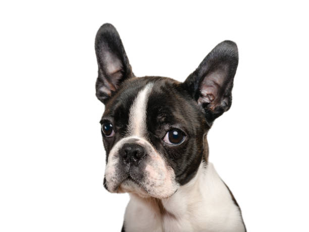 istock Boston terrier puppy isolated on white for copy space use - studio shot 1172235855