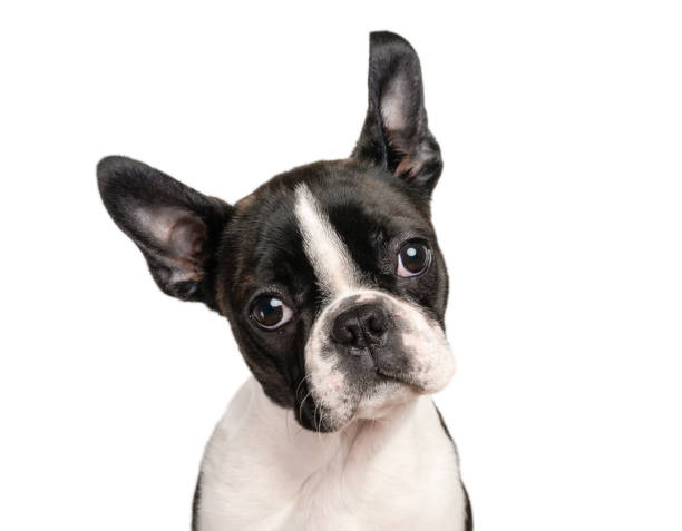 istock Boston terrier puppy isolated on white for copy space use - studio shot 1172235888
