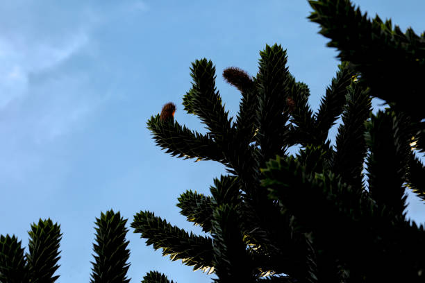 Scale leaves on a branch of a Chile pine (Araucaria araucana), also known as a monkey-puzzle tree. Similar species originate mostly in the southern continents, including South America and Australasia.