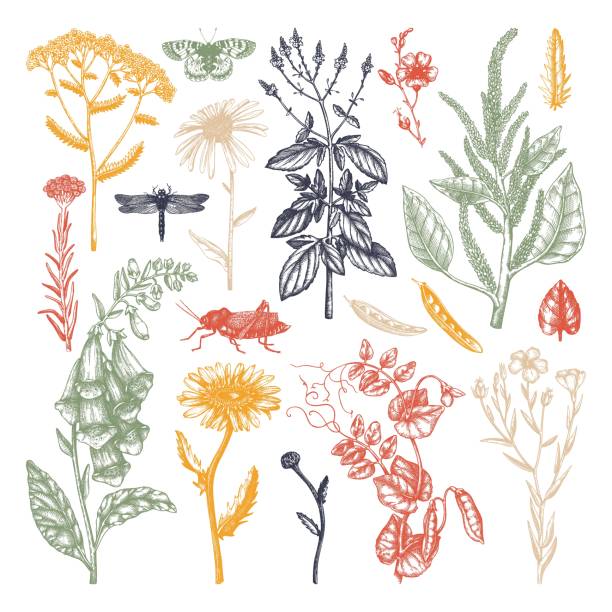 ilustraciones, imágenes clip art, dibujos animados e iconos de stock de campo de verano - herb chamomile flower arrangement flower
