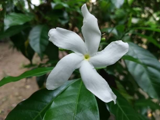 istock Pinwheel flower plant 1172237648