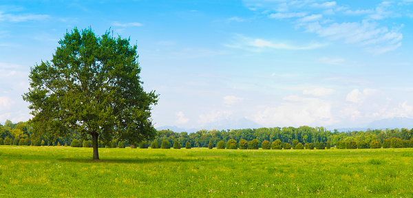 Isolated tree in a green meadow with clear sky - Image with copy space.