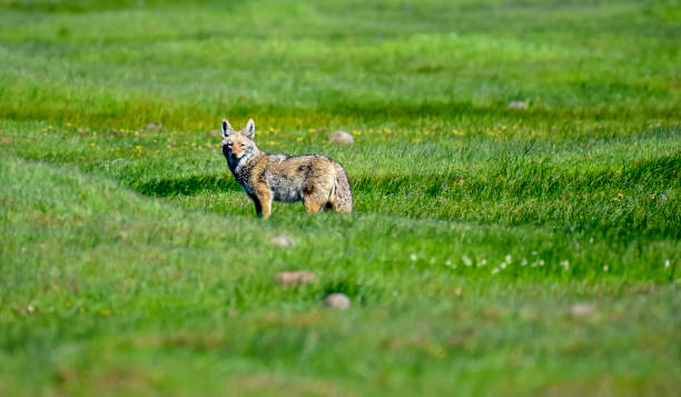 istock Coyote in the Pasture 1172239856