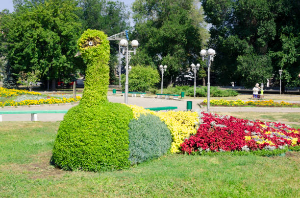 Clumba of flowers in the park in the form of a peacock stock photo