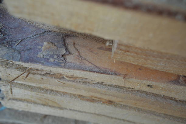 istock Details and elements of frame house construction 1172241630