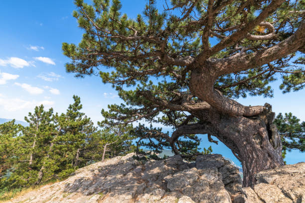 istock Beautiful coniferous tree on a Mount Ah-Petri in Crimea 1172241722