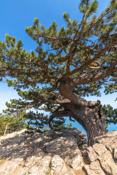 istock Beautiful coniferous tree on a Mount Ah-Petri in Crimea 1172241793