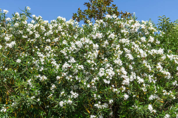 istock Beautiful white blooming oleander on a sunny day 1172243161