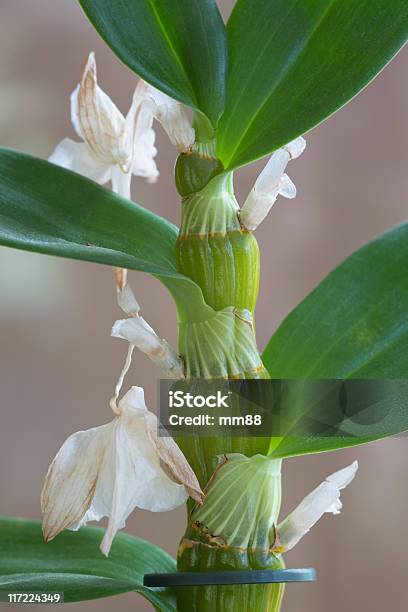 Orquídea De - Fotografias de stock e mais imagens de Branco - Branco, Cabeça de Flor, Caule de planta