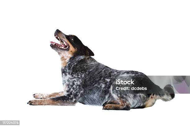Blue Heeler Foto de stock y más banco de imágenes de Acostado - Acostado, Alerta, Animal