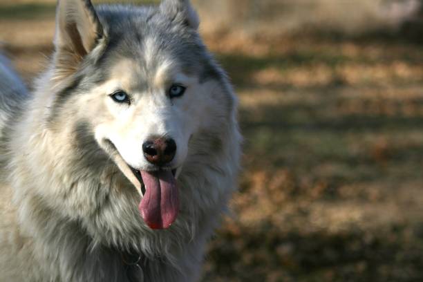 istock Siberian Husky Portrait 1172244105