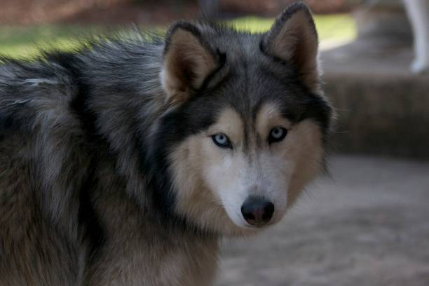 istock Siberian Husky on Porch 1172244410
