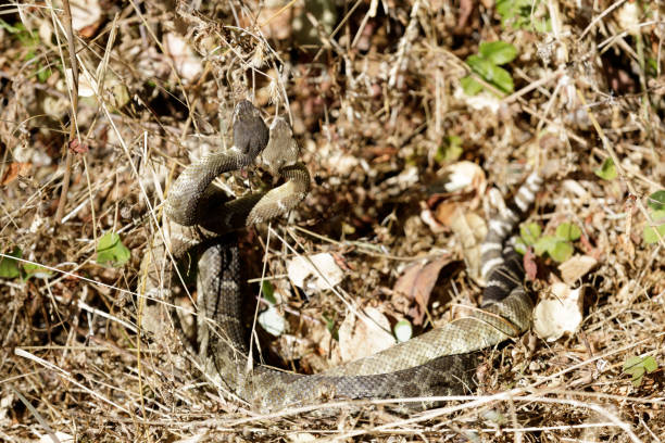 istock Two Northern Pacific Rattlesnakes twisted together, possibly mating or fighting over a close by female. 1172246264