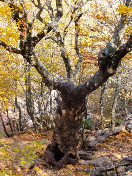 Nature of Crimea. Unique old Steven's maple on Ai-Petri mountain in Crimea.Tree is over 250 years old. Golden autumn