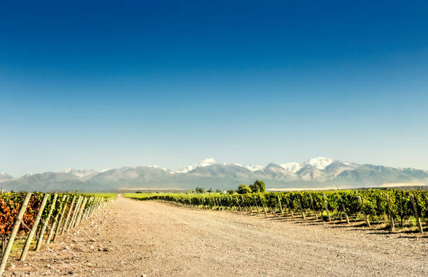 South American vineyard, Mendoza, Argentina. Vineyards and mountains, Mendoza, Argentina. chilean wine stock pictures, royalty-free photos & images