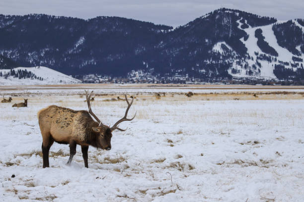 istock Bull elk in winter snow 1172248319