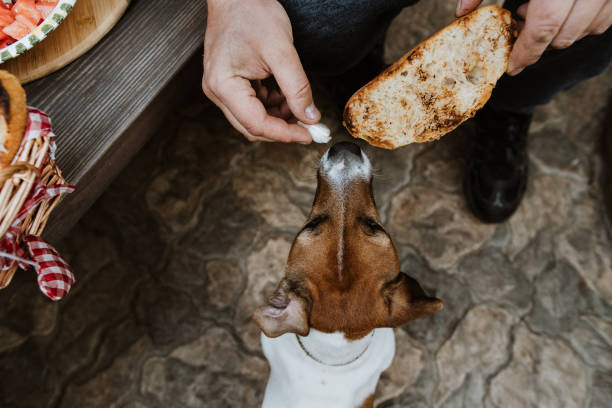 istock Man shares food with dog 1172250478