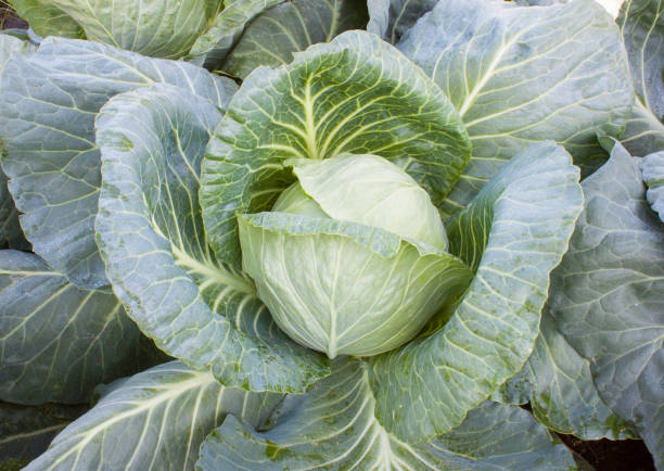 istock Beautiful, fresh head of cabbage growing on the ground 1172252138
