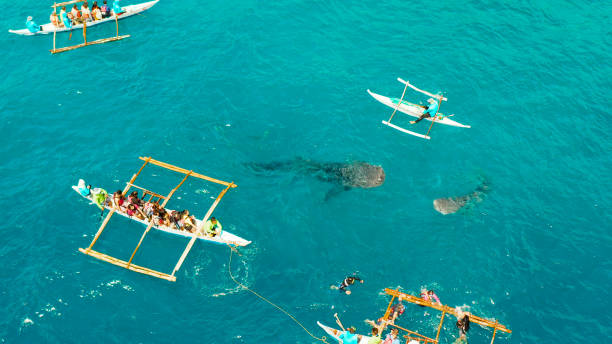 istock Oslob Whale Shark Watching in Philippines, Cebu Island 1172252210