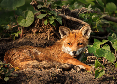 Close up of a red fox laying on the ground, UK.