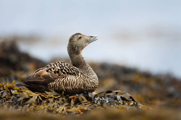 istock Female common eider lying in seaweeds 1172252647