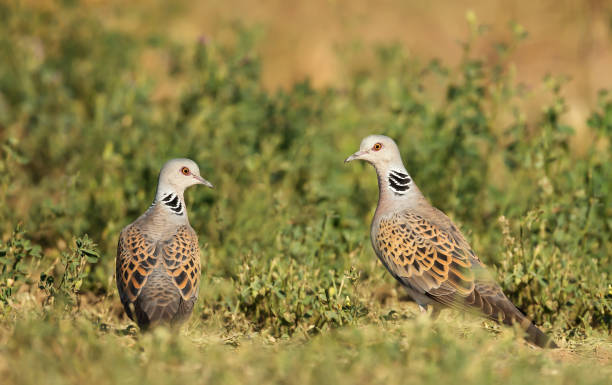 Close up of two European turtle doves in grass stock photo