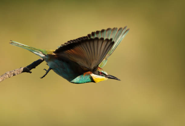 istock Close up of a European Bee-eater in flight 1172252783