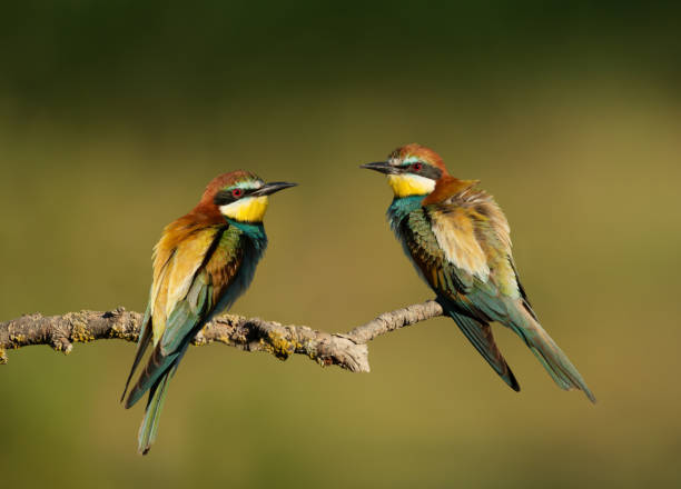 istock European Bee-eaters with puffed feathers 1172252951