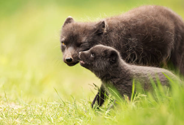 istock Female Arctic Fox with a cute little cub 1172253913