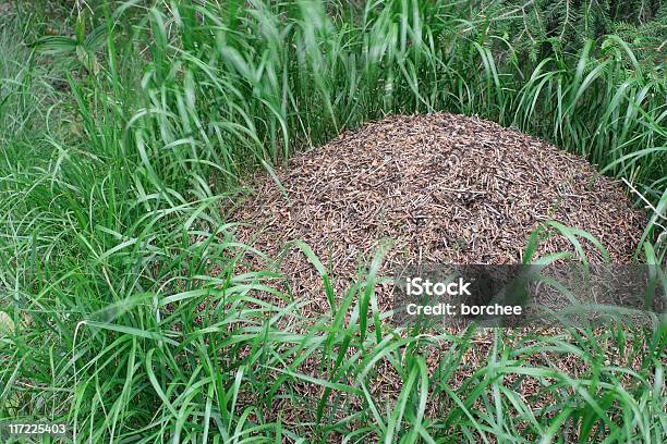 Anthill Surrounded By Grass Stock Photo - Download Image Now - Animal, Animals In The Wild, Ant