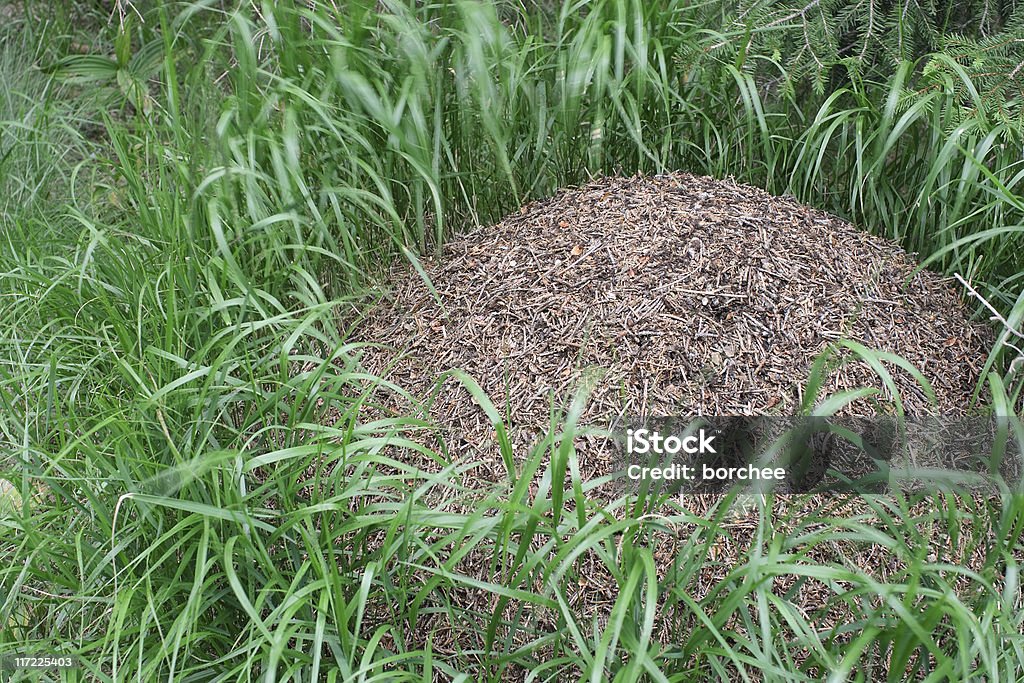 Formigueiro cercado de grama - Foto de stock de Animal royalty-free