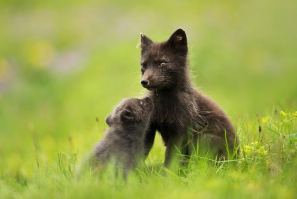 istock Female Arctic Fox with a cute little cub 1172254110