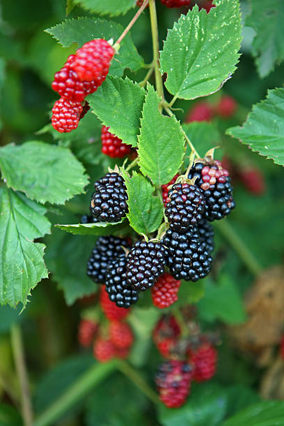 blackberry-fruit in der natur - mulberry bush stock-fotos und bilder