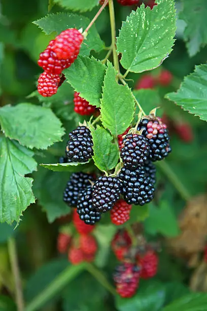 Photo of Blackberry fruit in nature