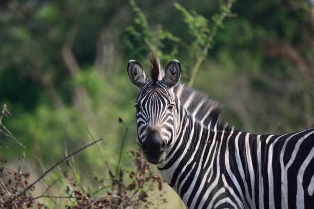 istock Plains Zebra Headshot - IIII 1172254361