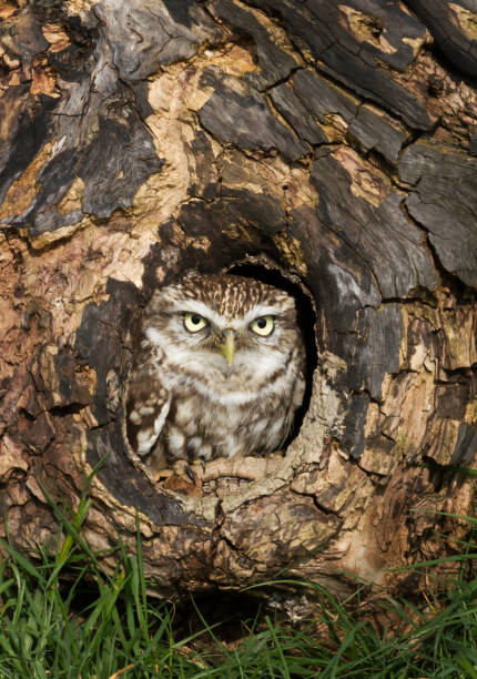 istock Close up of a Little owl perched in a tree trunk 1172254413