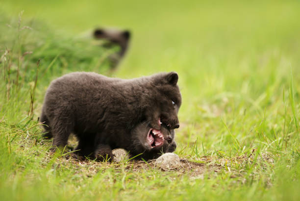 istock Close up of playful small Arctic fox cubs 1172254442